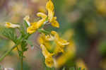 Yellow fumewort